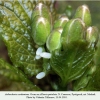 anthocharis cardamines pyatigorsk ovum1